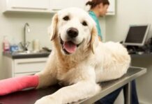 Pet insurance – Is it worth it? Pet insurance