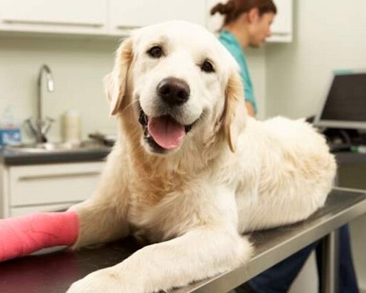 Pet insurance – Is it worth it? Pet insurance