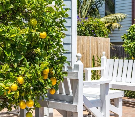 Tips To Find Quality Fruit Trees For Sale Home Fruit Trees