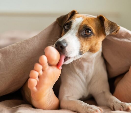 Why Do Dogs Lick Your Feet? why do dogs lick your feet