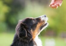 Top Training Tips for First-Time Dog Owners Dog Owners