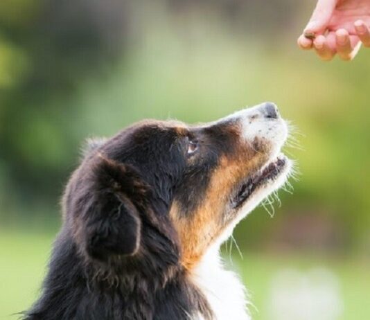 Top Training Tips for First-Time Dog Owners Dog Owners
