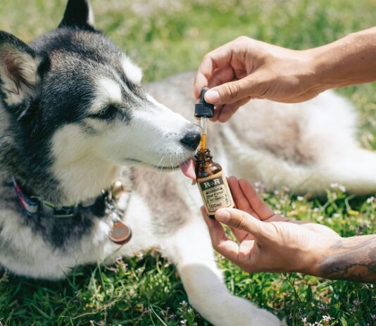 5 Benefits of CBD Hemp Oil for Dogs Dogs
