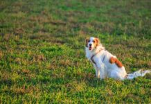Why Do You Need to Have a Pet’s Turf? Pet's Turf