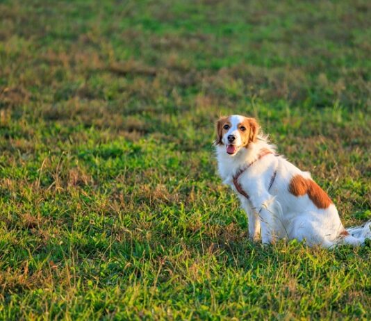 Why Do You Need to Have a Pet’s Turf? Pet's Turf