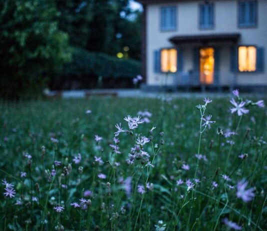 5 Benefits of Mulch in Your Backyard Backyard