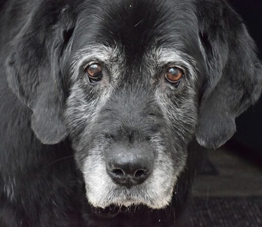 Top Tips to Relieve Your Senior Dog of Osteoarthritis Dog of Osteoarthritis