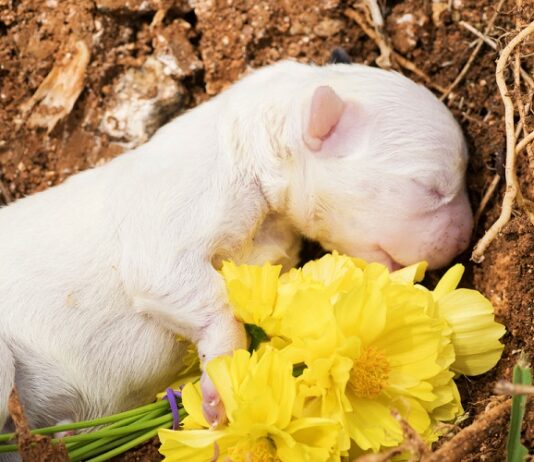5 Benefits of Pet Cremation Pet Cremation