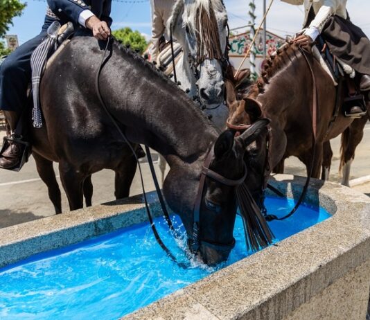 Which Equestrian Surface Do You Need? What They Are Made Of? equestrian surfaces