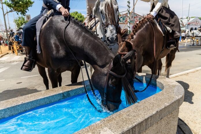 equestrian surfaces equestrian surfaces